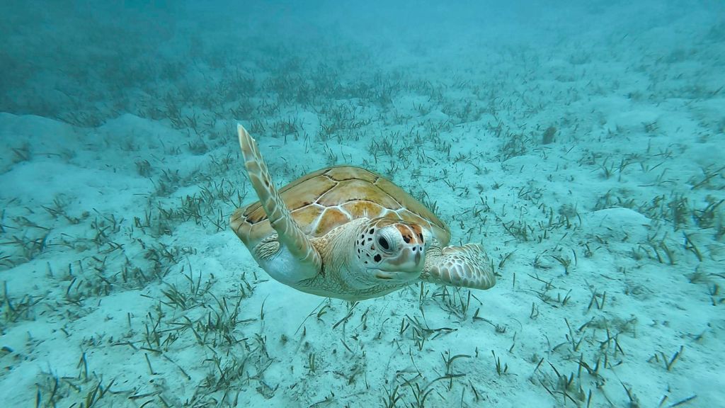 PINK SAND & SWIMMING PIGS HARBOUR ISLAND GROUP TOUR 