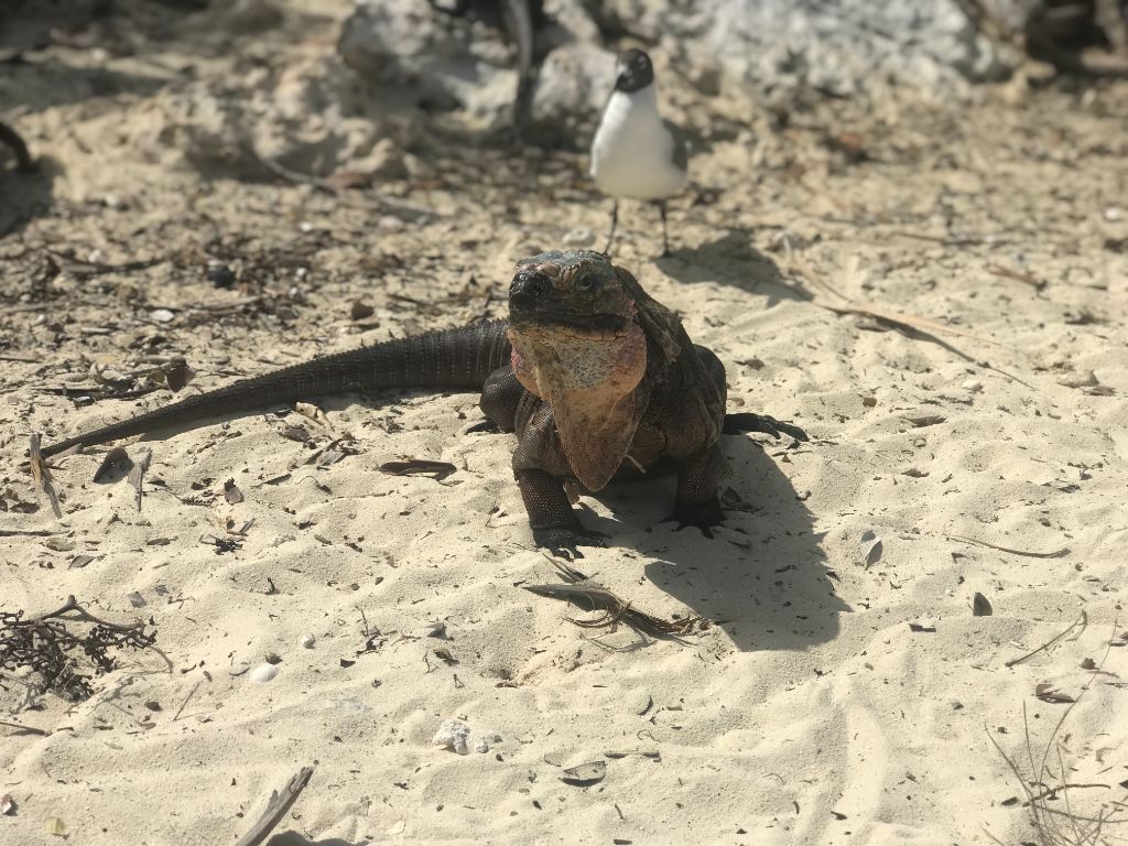 THE ULTIMATE EXUMA EXPERIENCE IN ROSE ISLAND -  GROUP TOUR - COMING SOON!