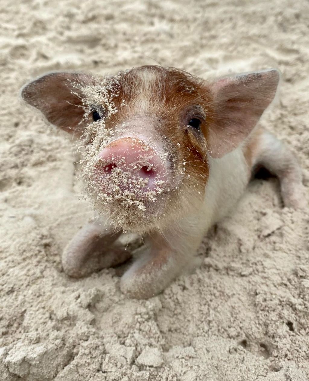 PINK SAND & SWIMMING PIGS HARBOUR ISLAND GROUP TOUR 