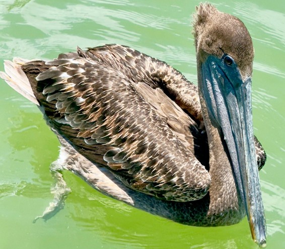 WILDLIFE SIGHTSEEING & SHELLING EXCURSION | MARCO ISLAND, FLORIDA