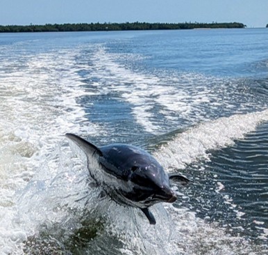 WILDLIFE SIGHTSEEING & SHELLING EXCURSION | MARCO ISLAND, FLORIDA