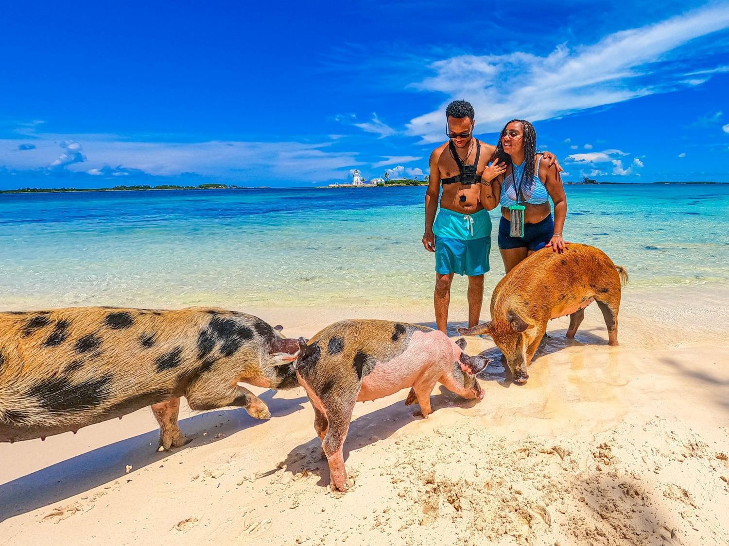 PIGS BEACH OF ATHOL ISLAND EXPRESS  WATER TAXI NASSAU BAHAMAS