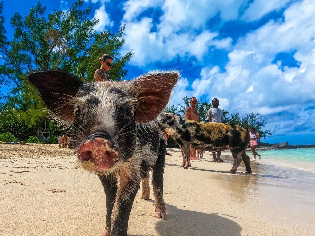 ROSE ISLAND SWIMMING PIGS & BEACH SNORKELING EXPERIENCE - GROUP TOUR