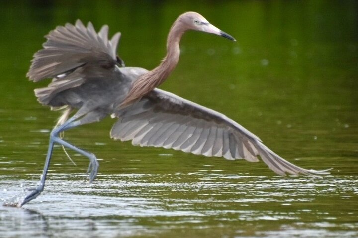 ECO PEDAL KAYAK TOUR | MARCO ISLAND & NAPLES, FLORIDA