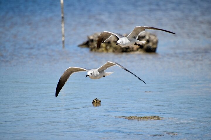ECO PEDAL KAYAK TOUR | MARCO ISLAND & NAPLES, FLORIDA