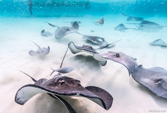 STINGRAY ENCOUNTER OF ROSE ISLAND & BEACH DAY -  GROUP TOUR - COMING SOON!