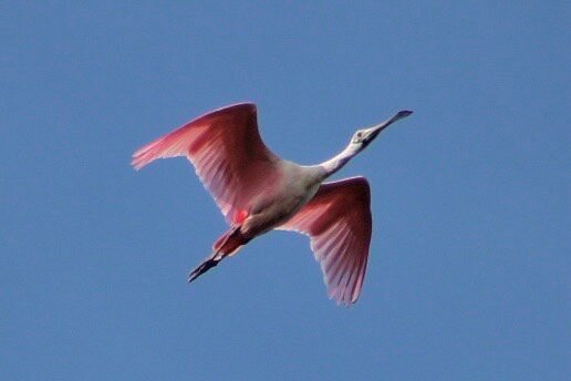 ECO PEDAL KAYAK TOUR | MARCO ISLAND & NAPLES, FLORIDA