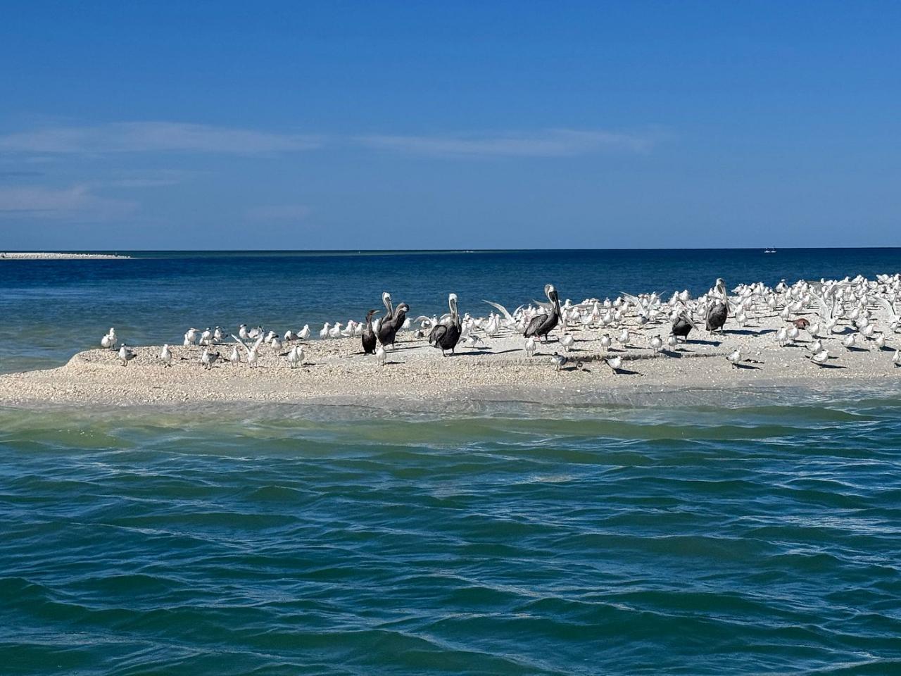 WILDLIFE SIGHTSEEING & SHELLING EXCURSION | MARCO ISLAND, FLORIDA