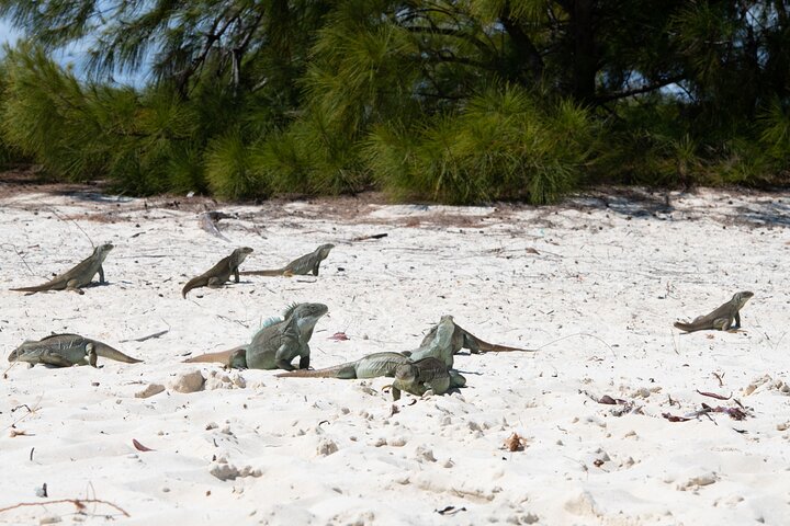 SNORKELING & IGUANA ISLAND MORNING CRUISE FROM PROVIDENCIALES | HALF DAY | TURKS & CAICOS