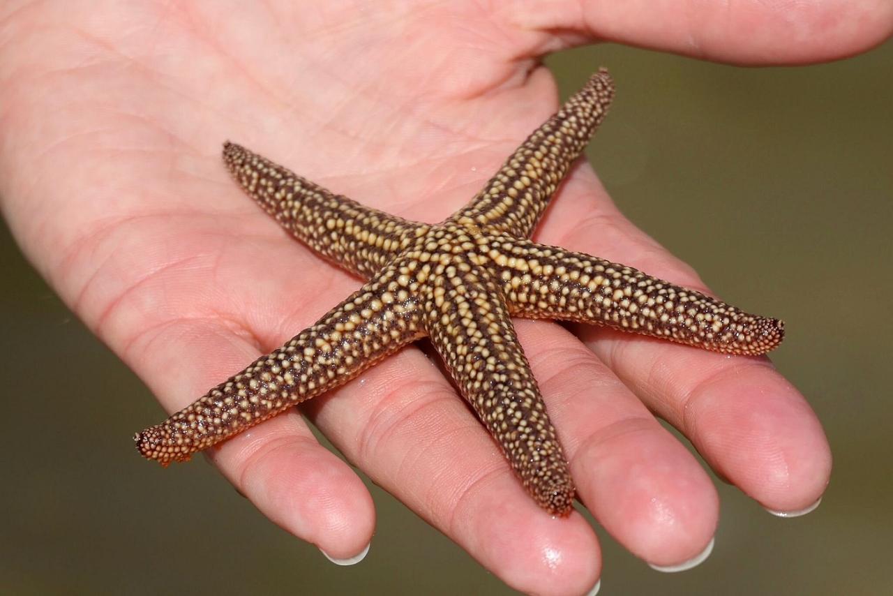 ECO PEDAL KAYAK TOUR | MARCO ISLAND & NAPLES, FLORIDA