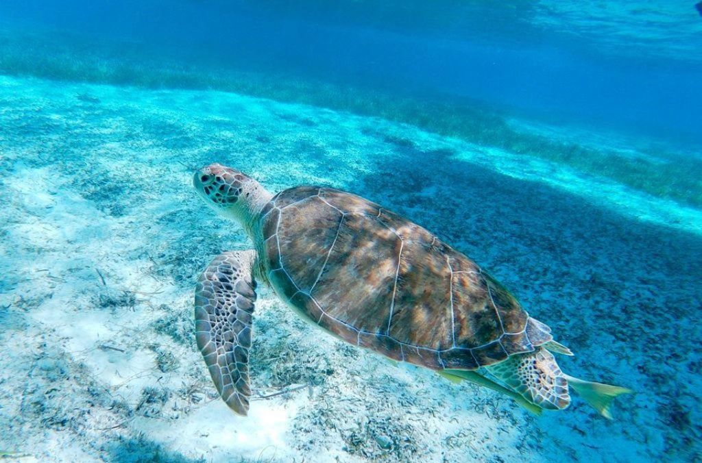 ROSE ISLAND SWIMMING PIGS & BEACH SNORKELING EXPERIENCE - GROUP TOUR