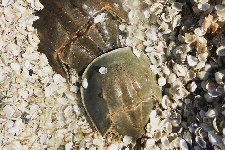 WILDLIFE SIGHTSEEING & SHELLING EXCURSION | MARCO ISLAND, FLORIDA