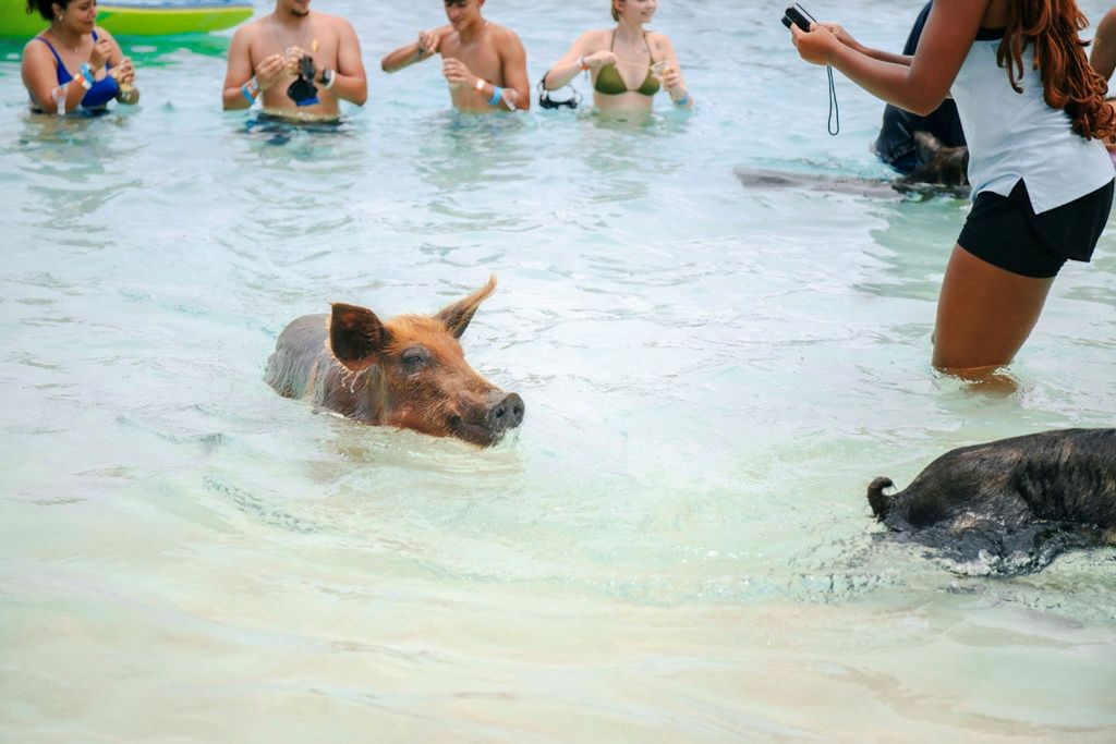 SWIMMING PIGS OF ROSE ISLAND WATER TAXI NASSAU BAHAMAS - GROUP TOUR