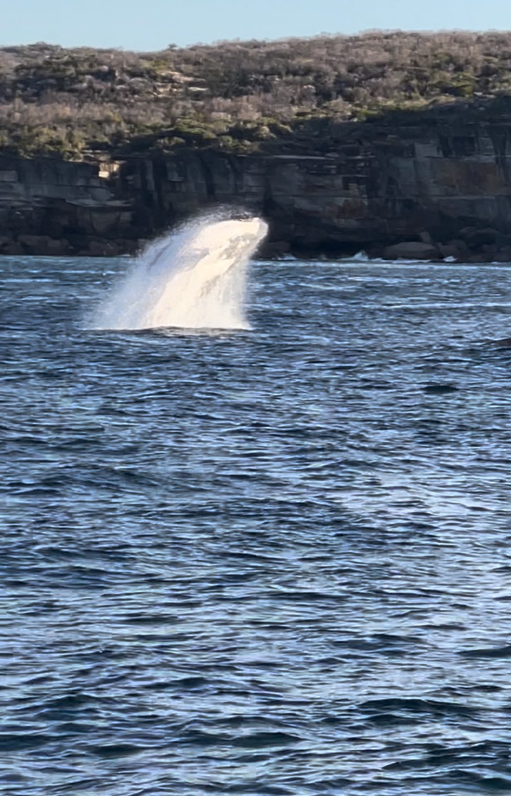 Whale and dolphin watching tours