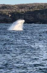 Whale and dolphin watching tours