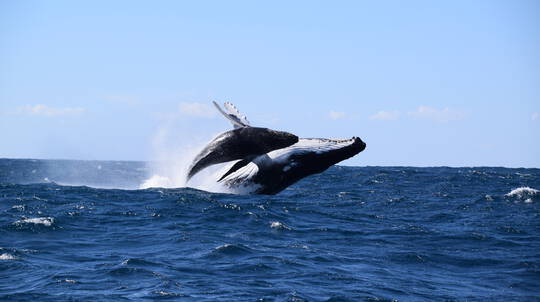 whale & dolphin cruise.