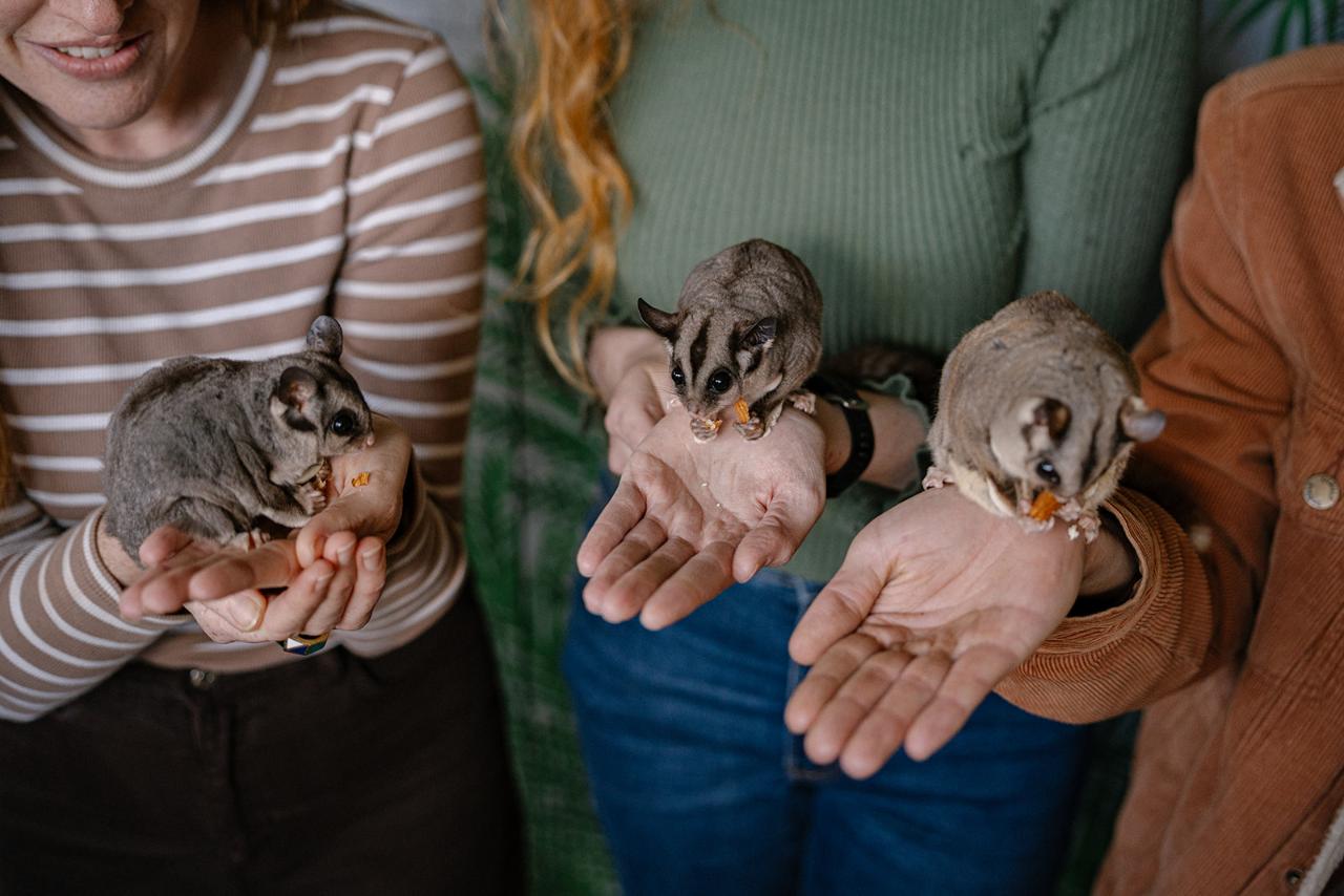 Sugar Glider Encounter