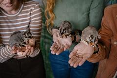 Sugar Glider Encounter