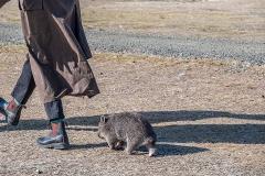Wombat Walk