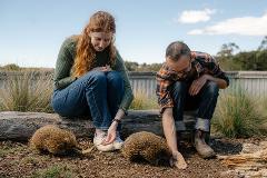 Echidna Encounter