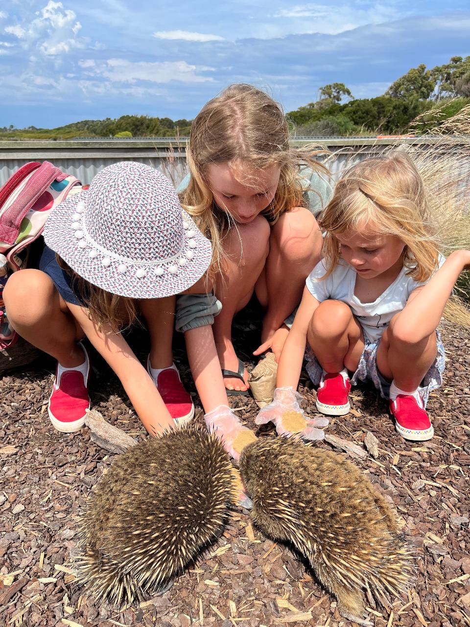 Echidna Encounter