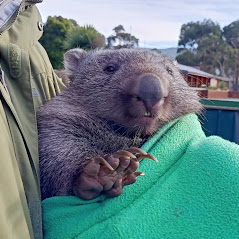 Wombat Encounter