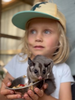 Sugar Glider Encounter