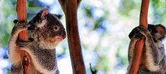 PRIVATE Featherdale Zoo, Blue Mountains & Scenic World Tour