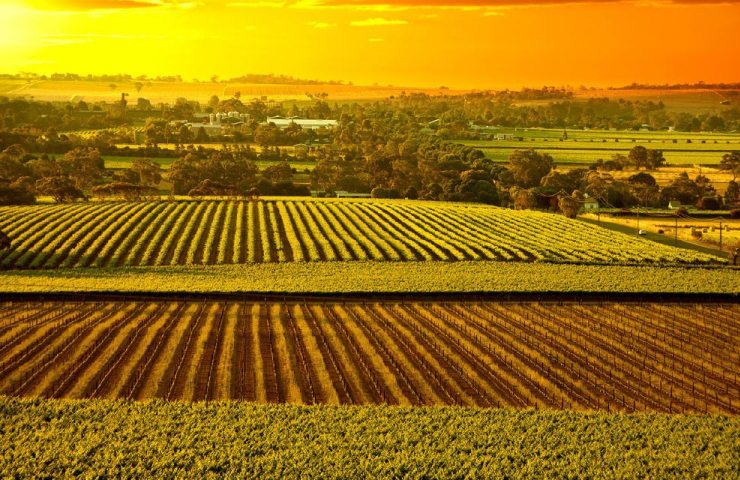 Barossa Valley & The Cedar