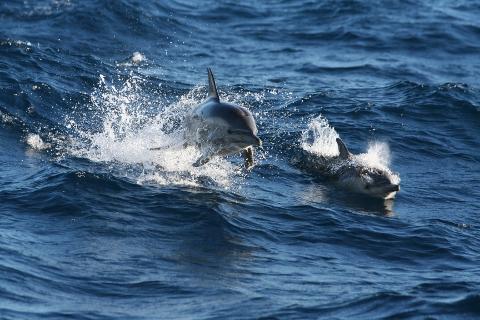 Port Stephens Dolphin Watch, Australian Reptile Park, 4WD & Sand Boarding - All Inclusive