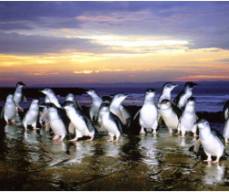 Penguin Parade Express Tours