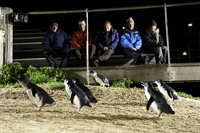 Penguin Parade Exclusive