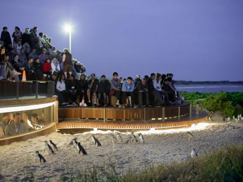 Penguin Parade Day Tours