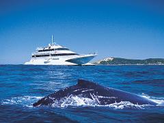 Whale Watching Tour from Brisbane