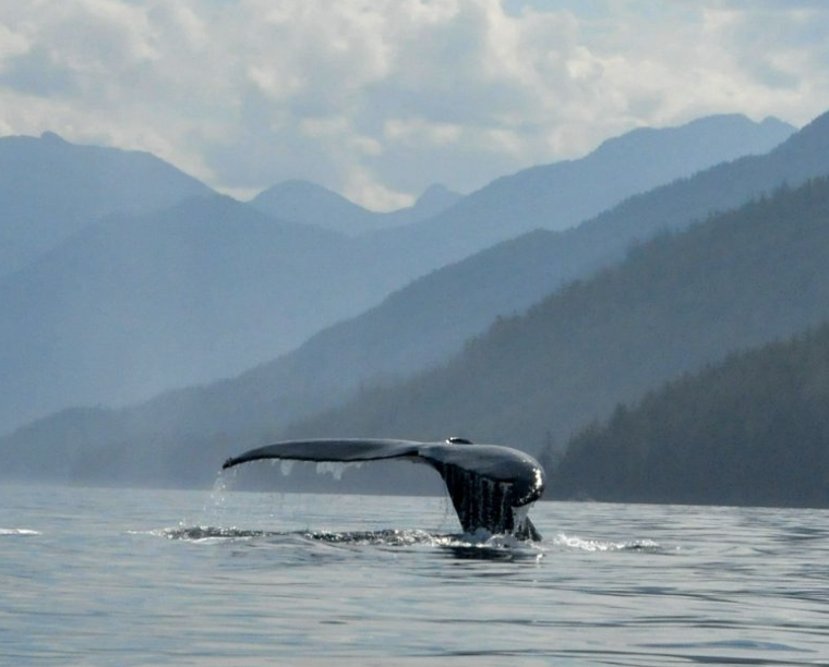 6-day Johnstone Strait Tour