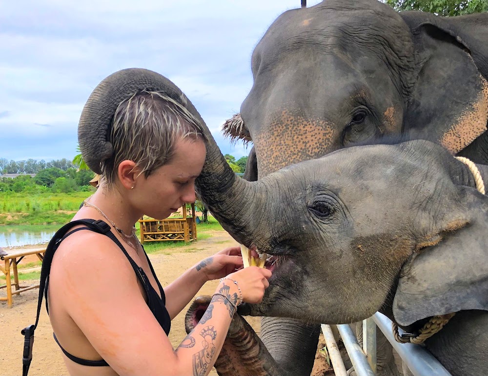 Phuket Elephant Care Sanctuary Experience I Feed Elephant Program