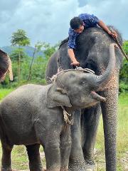 Nopparat Elephant Camp I Elephant Trekking 1 Hour