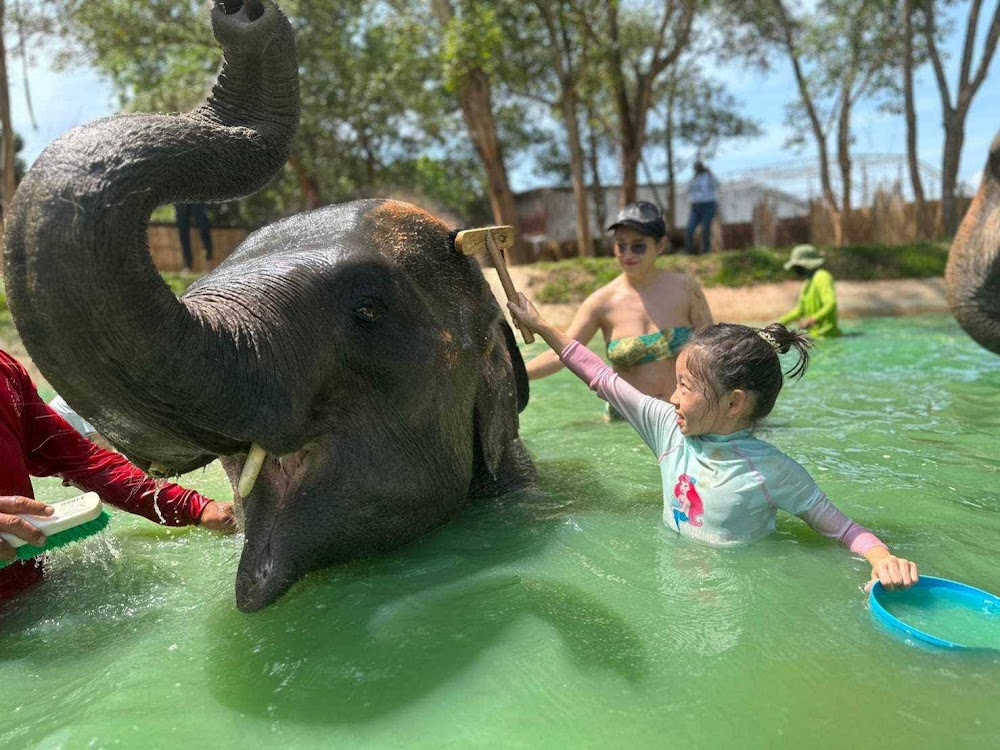 Phuket Elephant Care Sanctuary Experience I Half Day Program