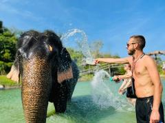 Phuket Elephant Care Sanctuary Experience I Feed & Spa Program