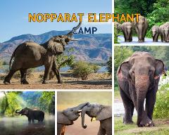 Nopparat Elephant Camp I Elephant Trekking 45 Minute