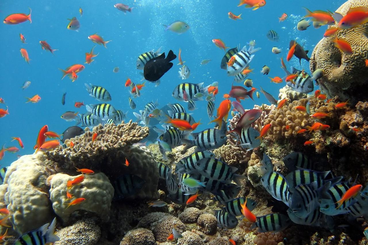 See 30+ Paris Sights : Walking and Metro Tour & Go to the Paris Aquarium