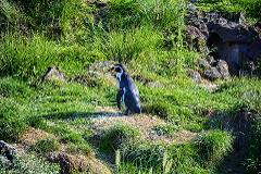 See 30+ Paris Sights : Walking and Metro Tour & Ménagerie, le zoo du jardin des plantes
