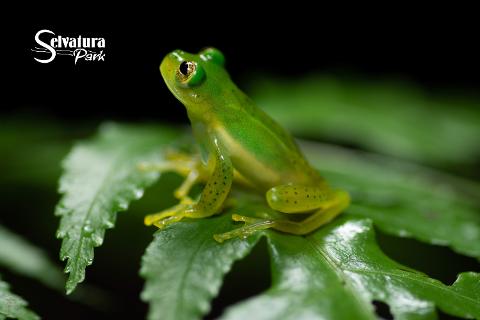 Exhibicion_Reptiles_y_Anfibios_Selvatura_Park_026__2_