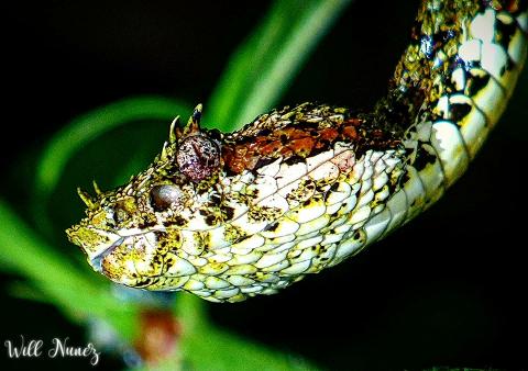 Eyelash_Palm_Pit_viper