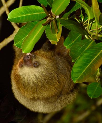 Hoffmann_Two_toed_Sloth