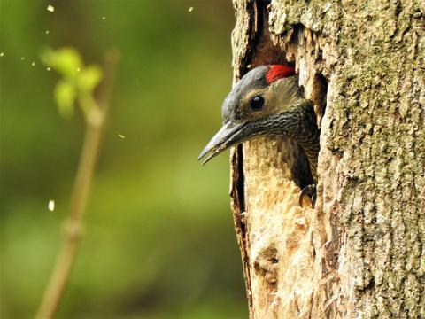 Hoffmans_Woodpecker