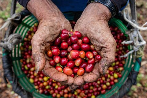 El Pueblo Coffee Tour