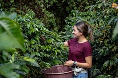 El Pueblo Coffee Tour