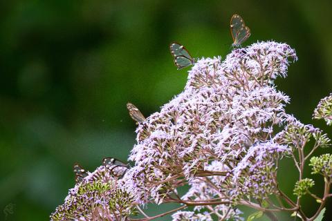 Jard__n_de_Mariposas_Selvatura_Park_074