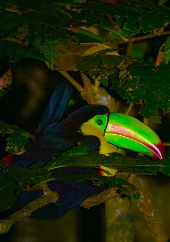 Keel_billed_Toucan